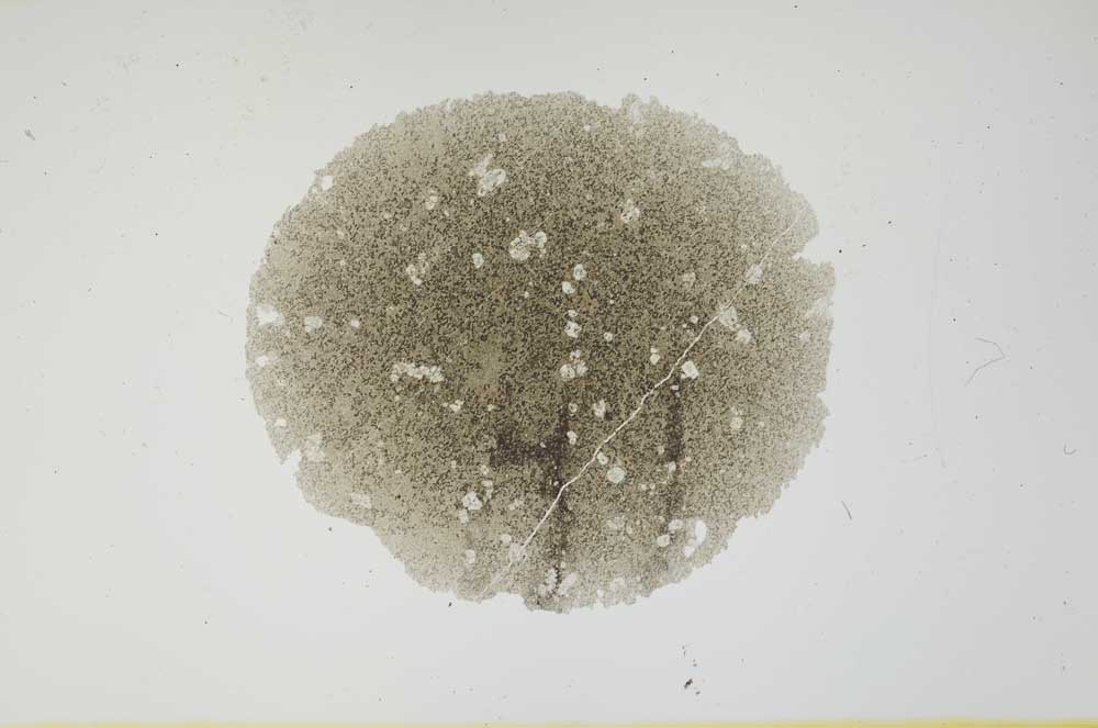 Plane Polarized, S1538
