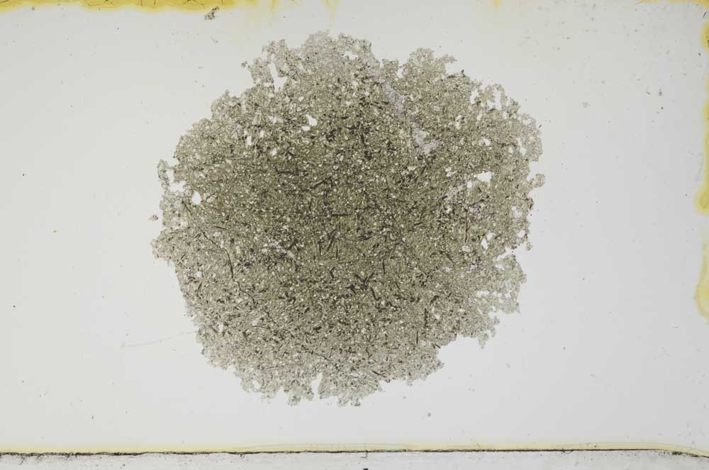 Plane Polarized, S1539