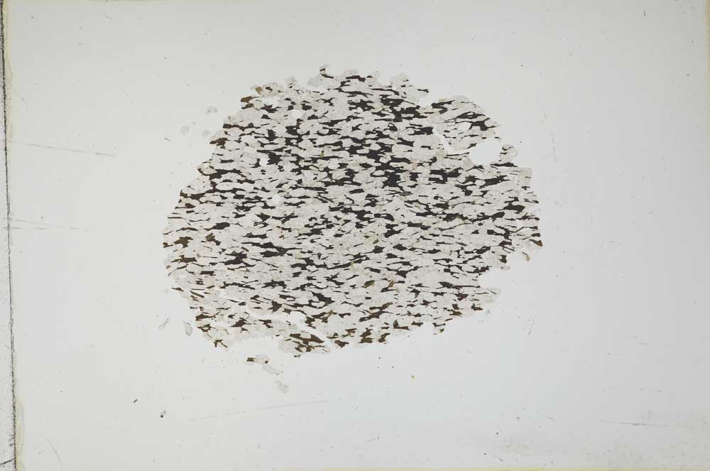 Plane Polarized, S11056