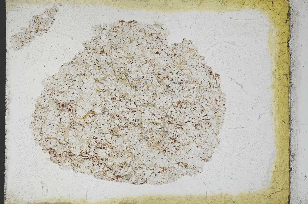 Plane Polarized, S11083