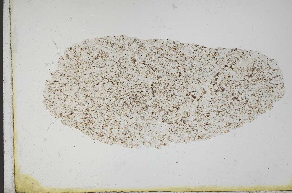 Plane Polarized, S11132