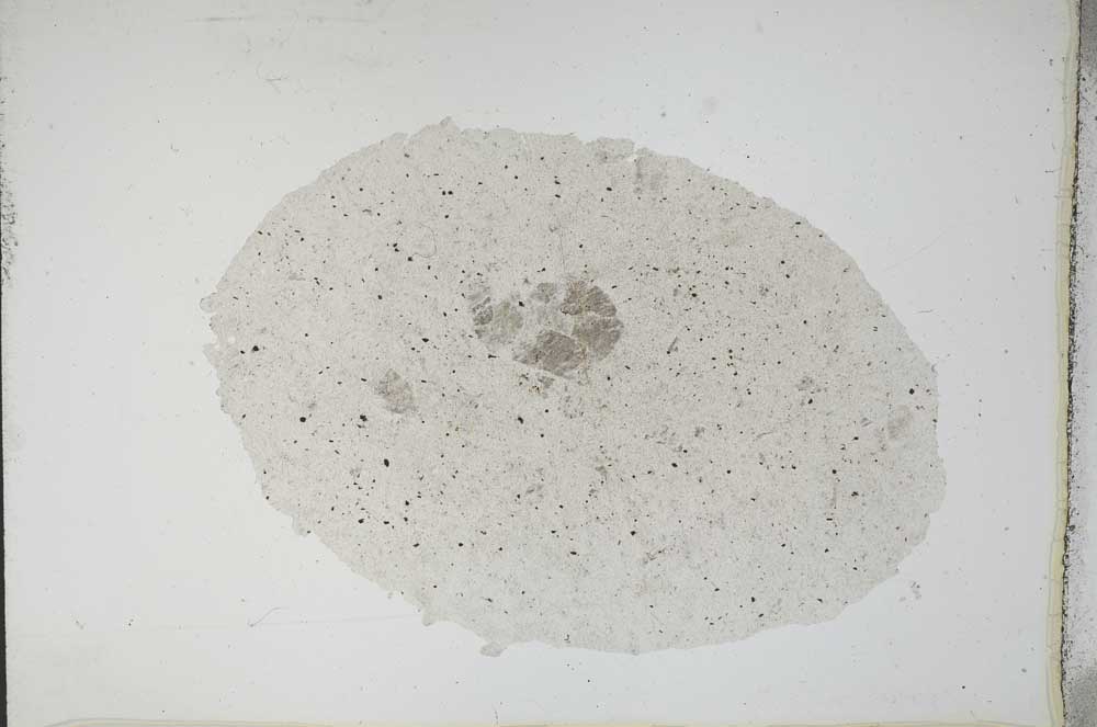 Plane Polarized, S11162