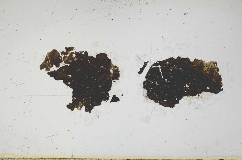 Plane Polarized, S1650