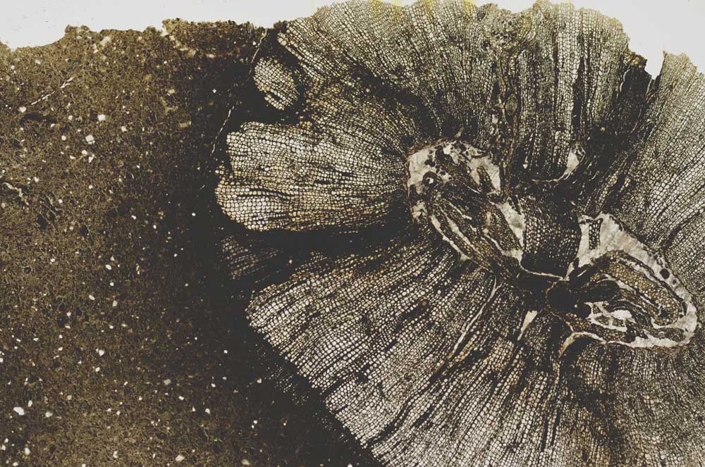 Plane Polarized, S1653