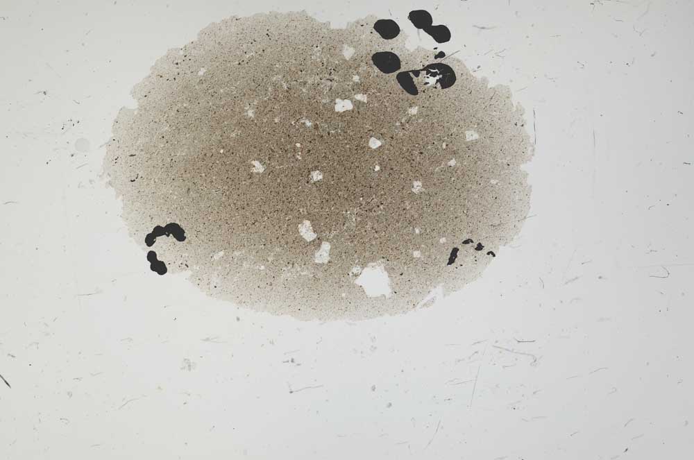 Plane Polarized, S1655