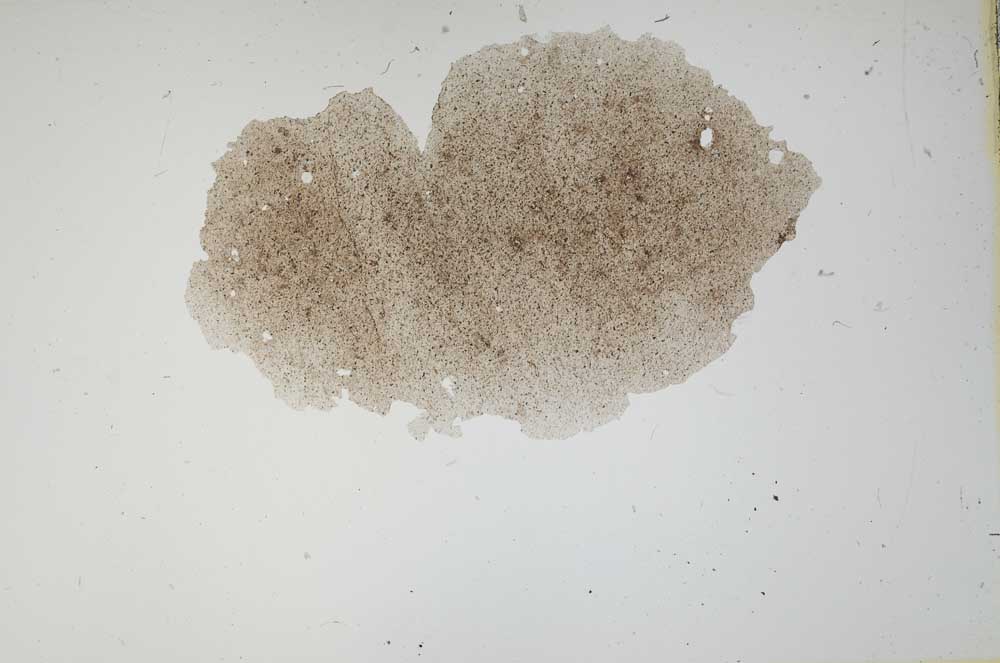 Plane Polarized, S1657