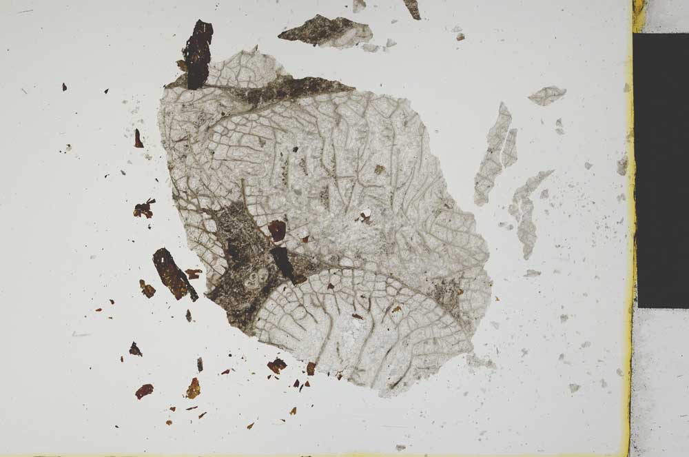 Plane Polarized, S1682