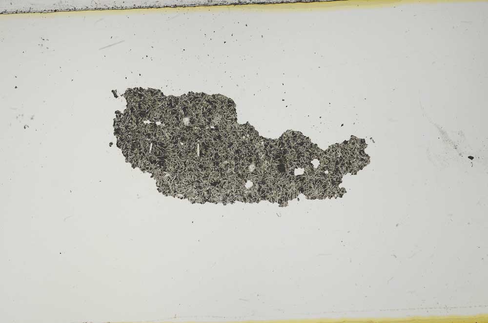 Plane Polarized, S1694