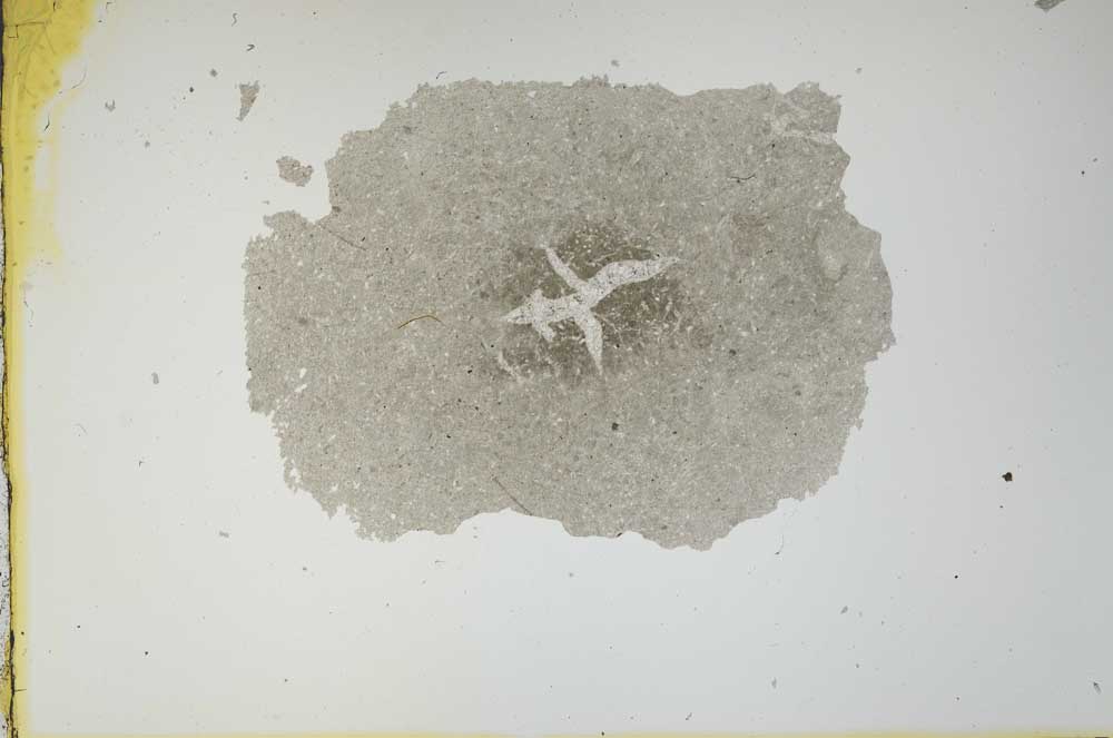 Plane Polarized, S1709