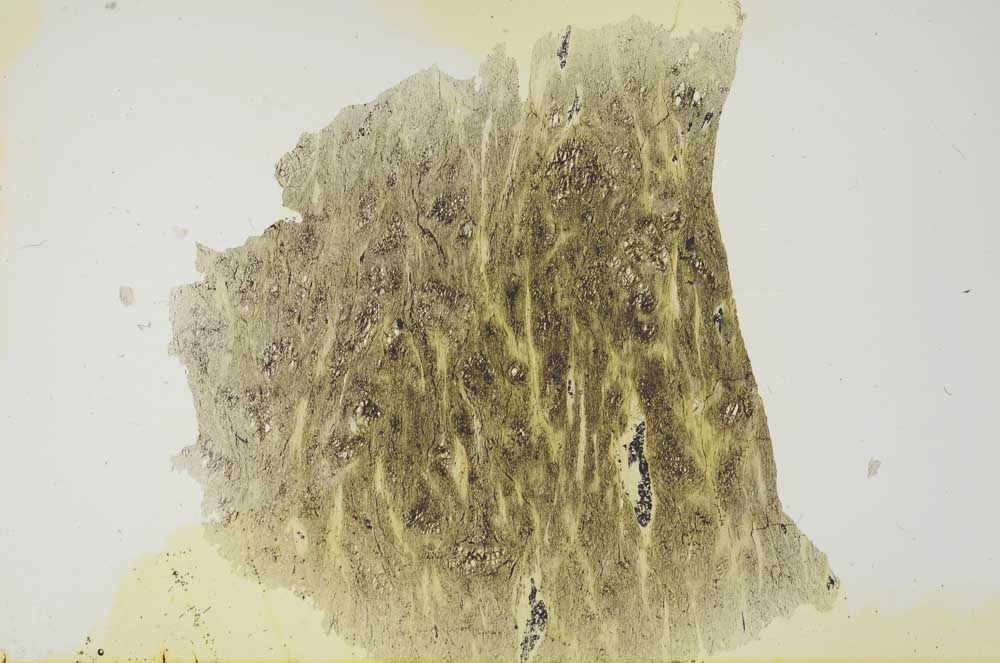 Plane Polarized, S1771