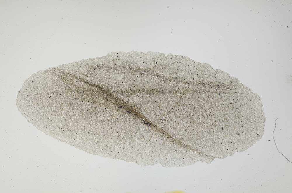 Plane Polarized, S1895