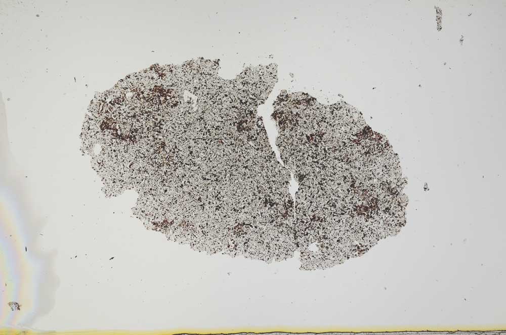 Plane Polarized, S1901