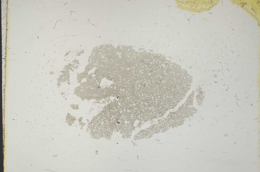 Plane Polarized, S11408