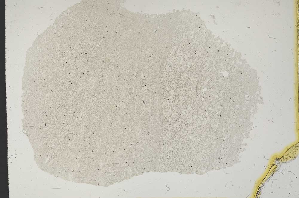 Plane Polarized, S11421