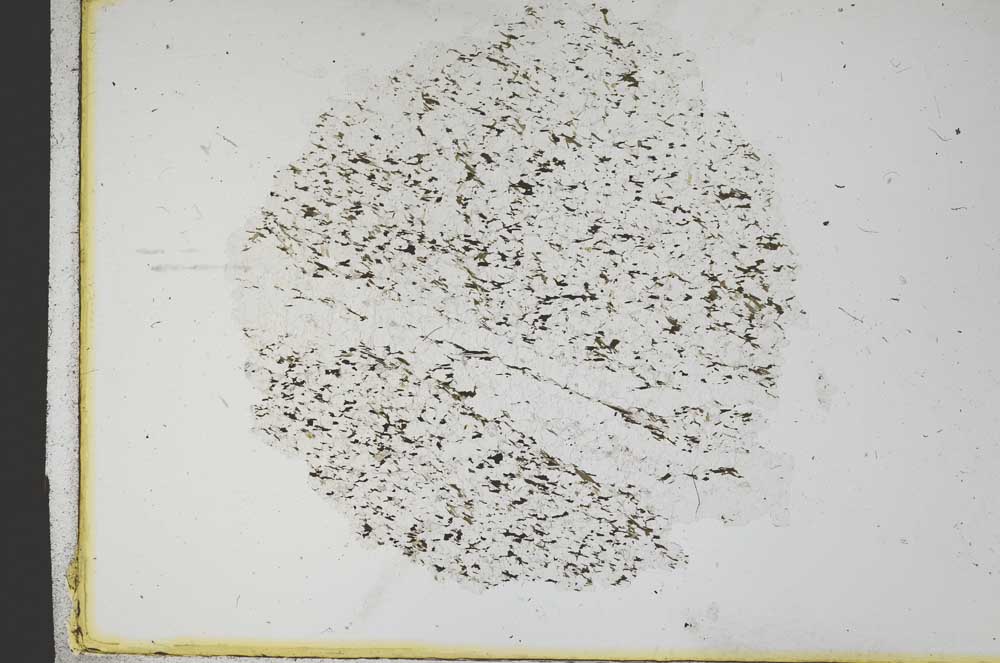 Plane Polarized, S11639