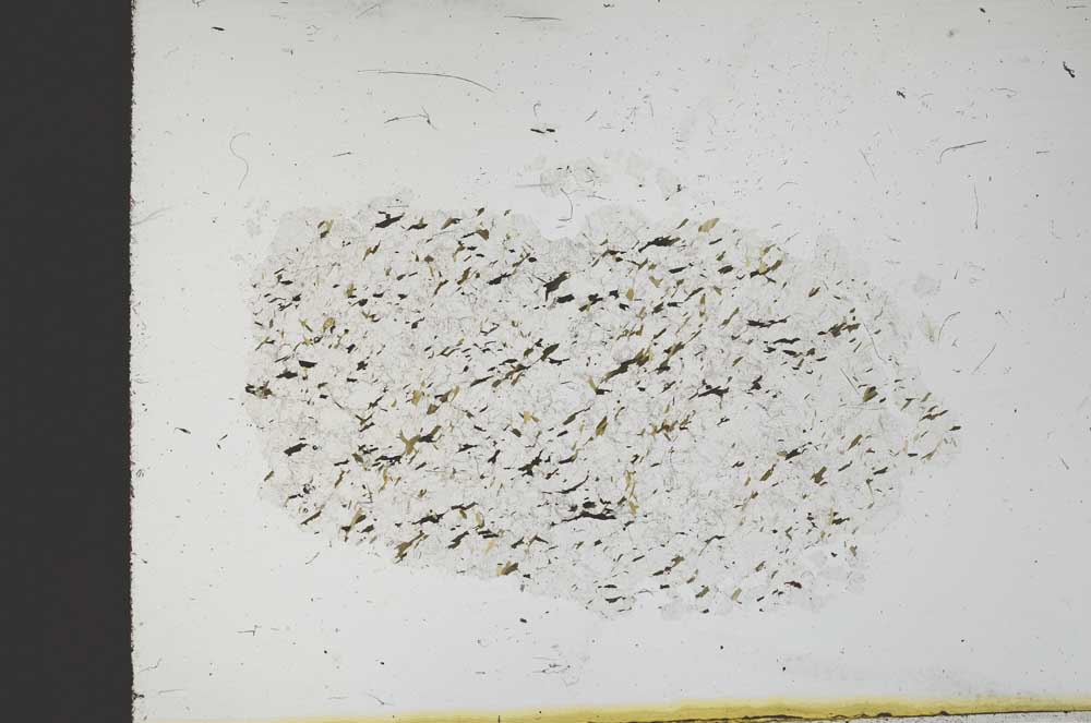 Plane Polarized, S11640