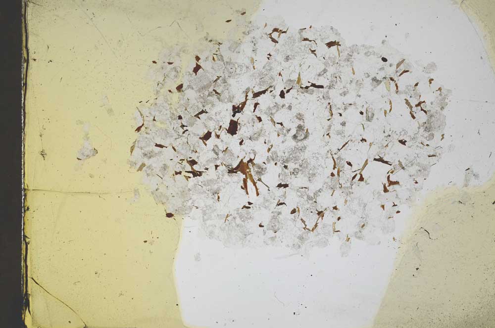 Plane Polarized, S11641