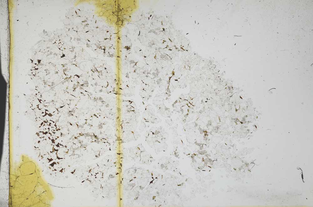 Plane Polarized, S11642