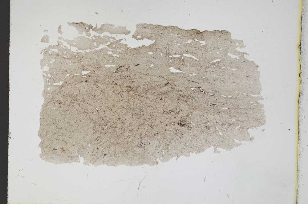 Plane Polarized, S11651