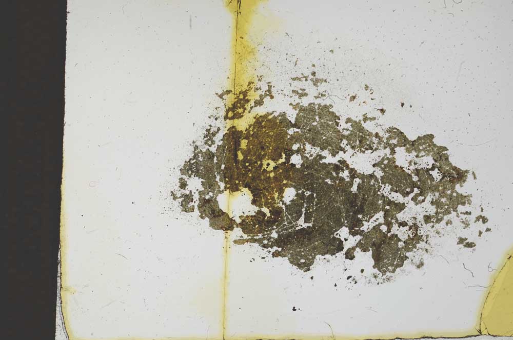 Plane Polarized, S11684