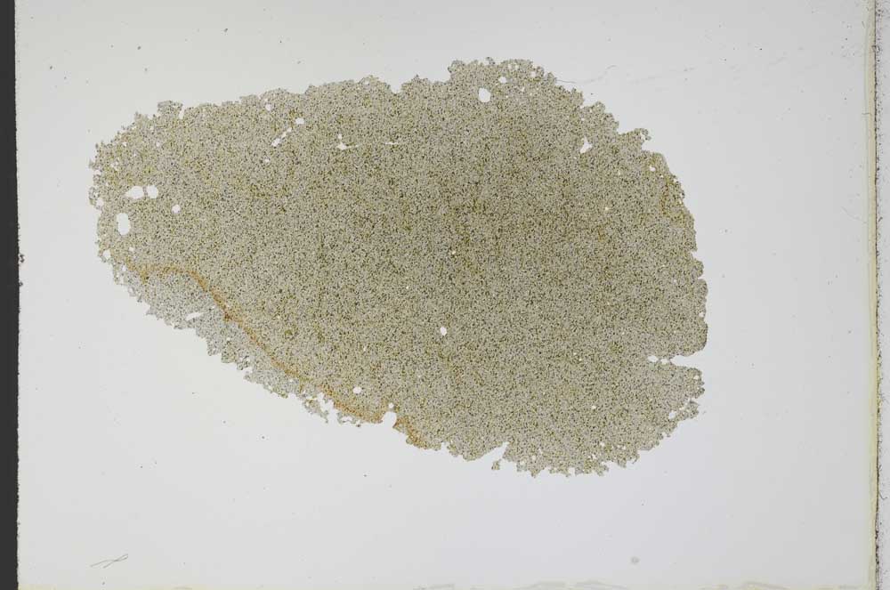 Plane Polarized, S11710