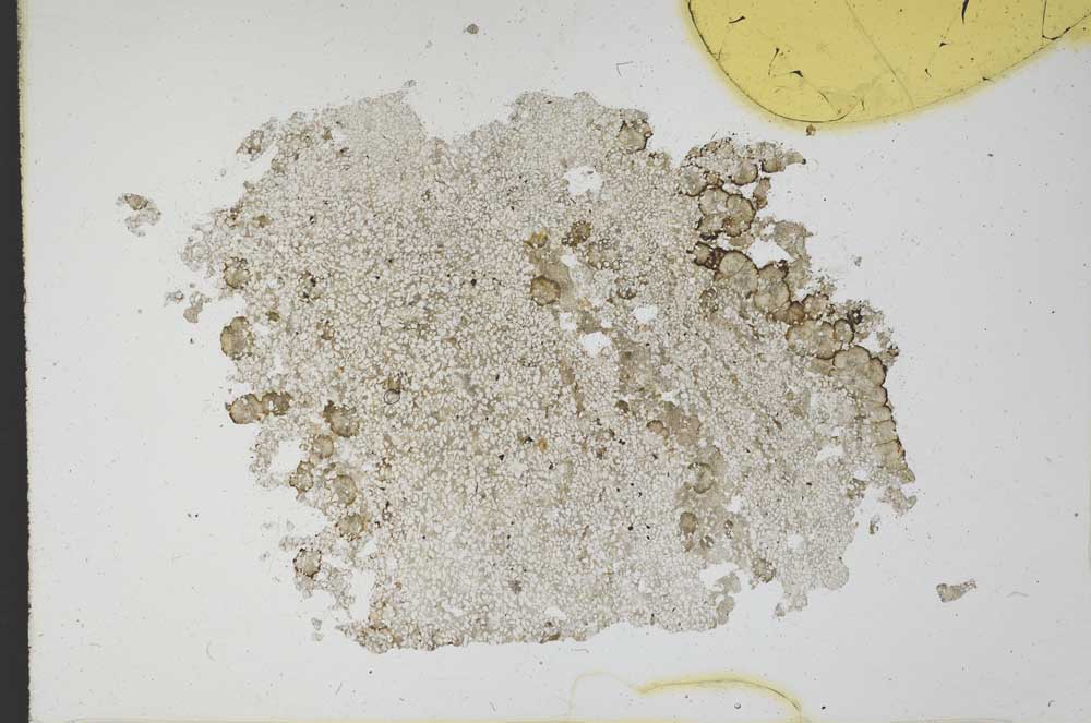 Plane Polarized, S11747