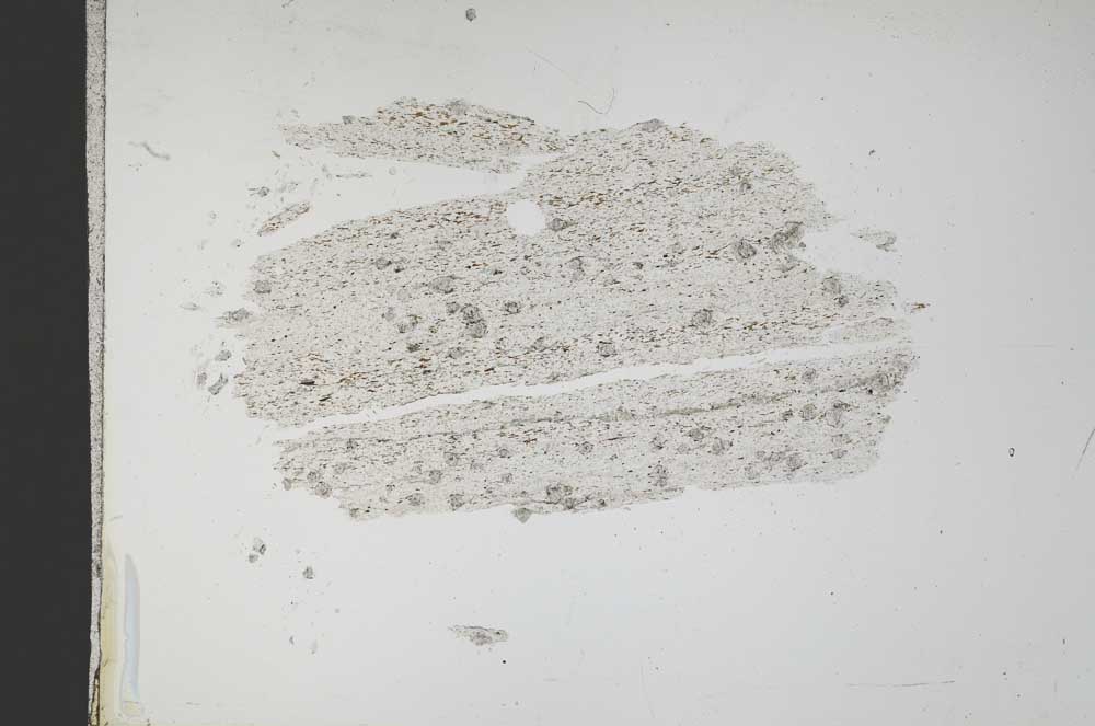 Plane Polarized, S11801