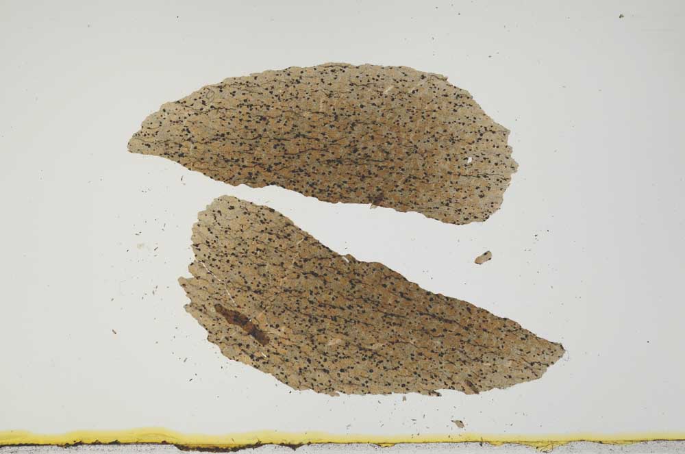 Plane Polarized, S1984