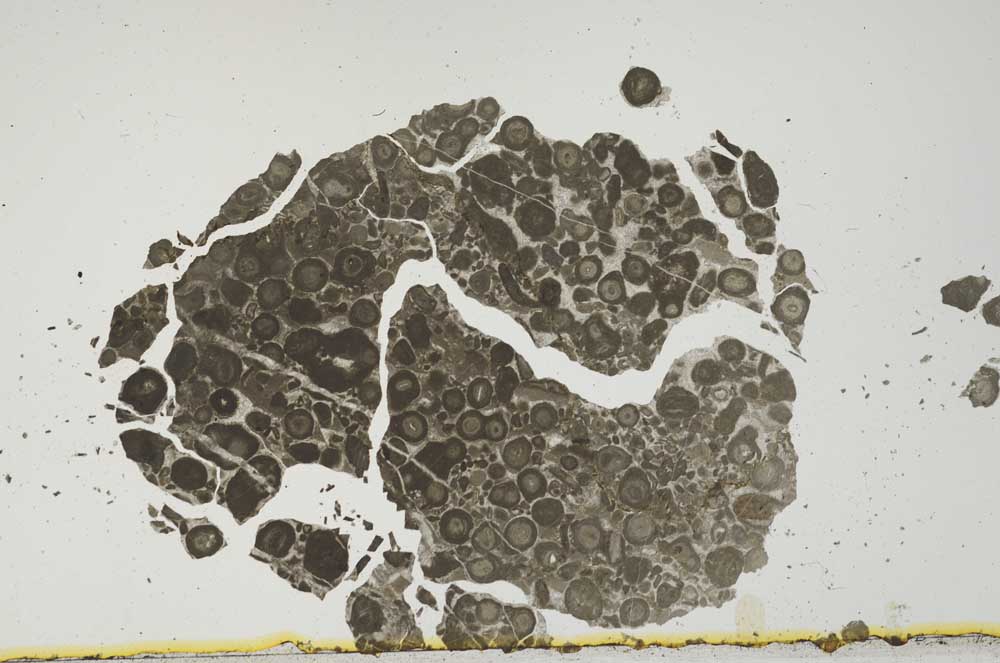 Plane Polarized, S1992