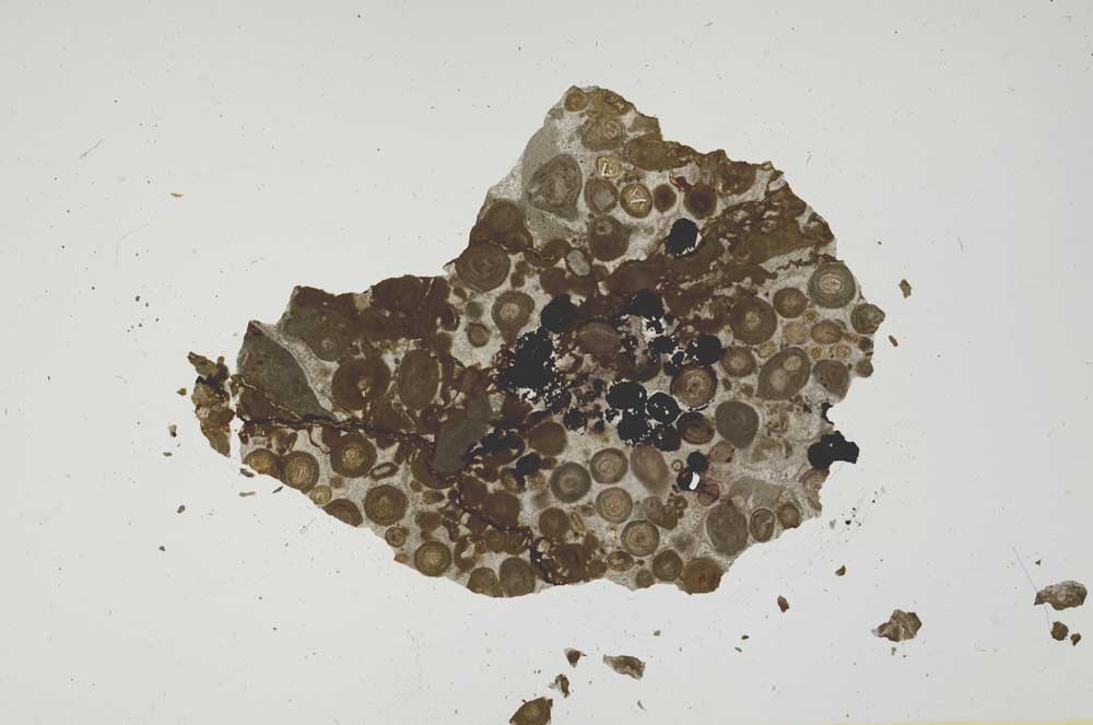 Plane Polarized, S1994