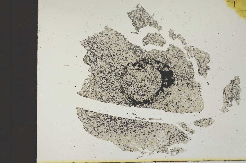 Plane Polarized, S11824