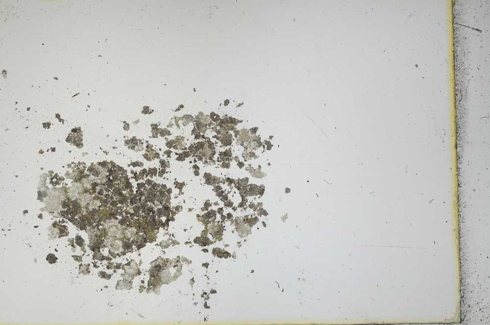 Plane Polarized, S11891/1