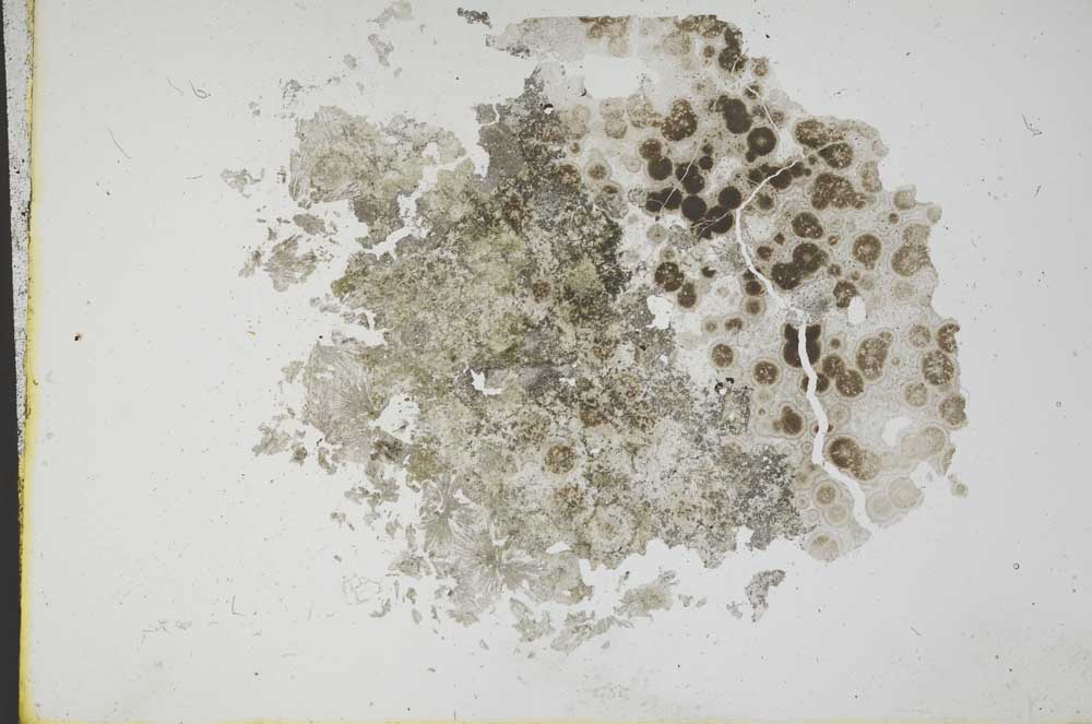 Plane Polarized, S11891