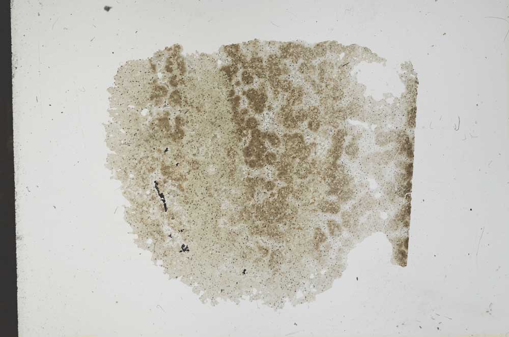 Plane Polarized, S11892