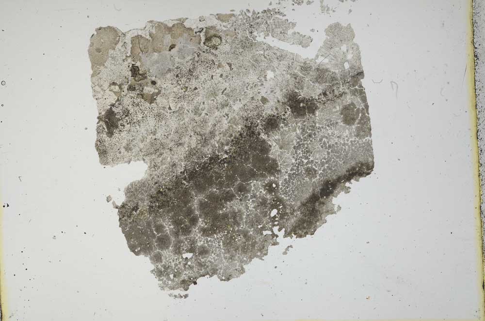 Plane Polarized, S11893