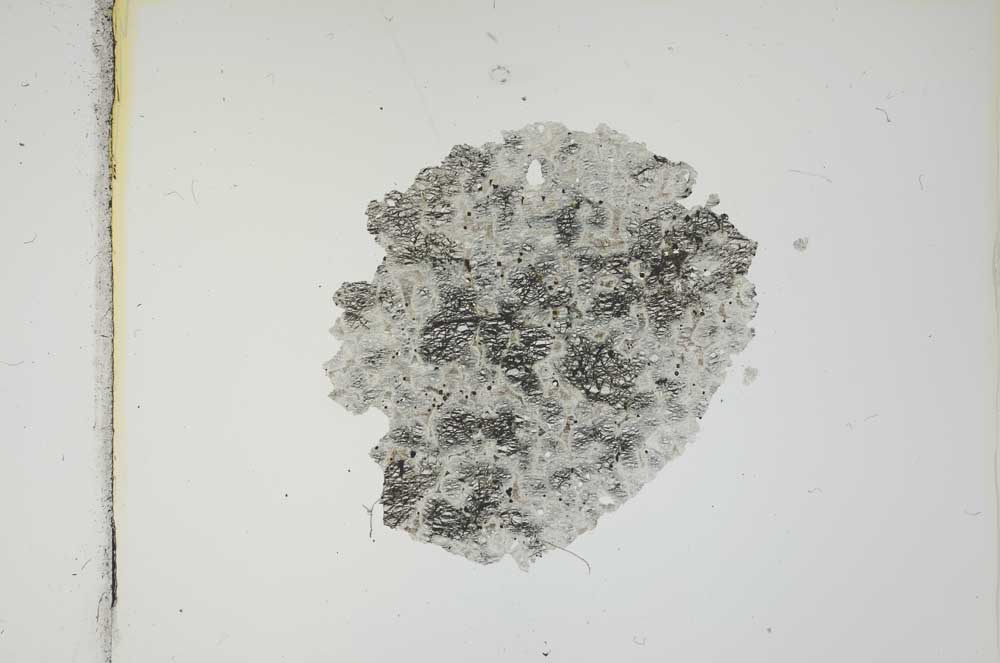 Plane Polarized, S2218
