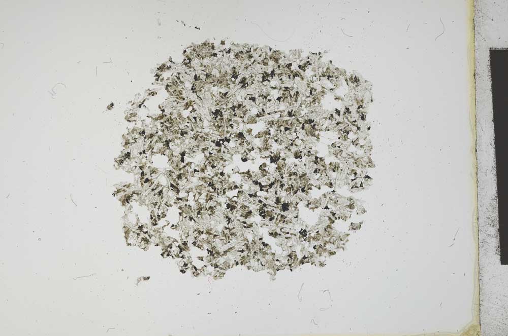 Plane Polarized, S12101