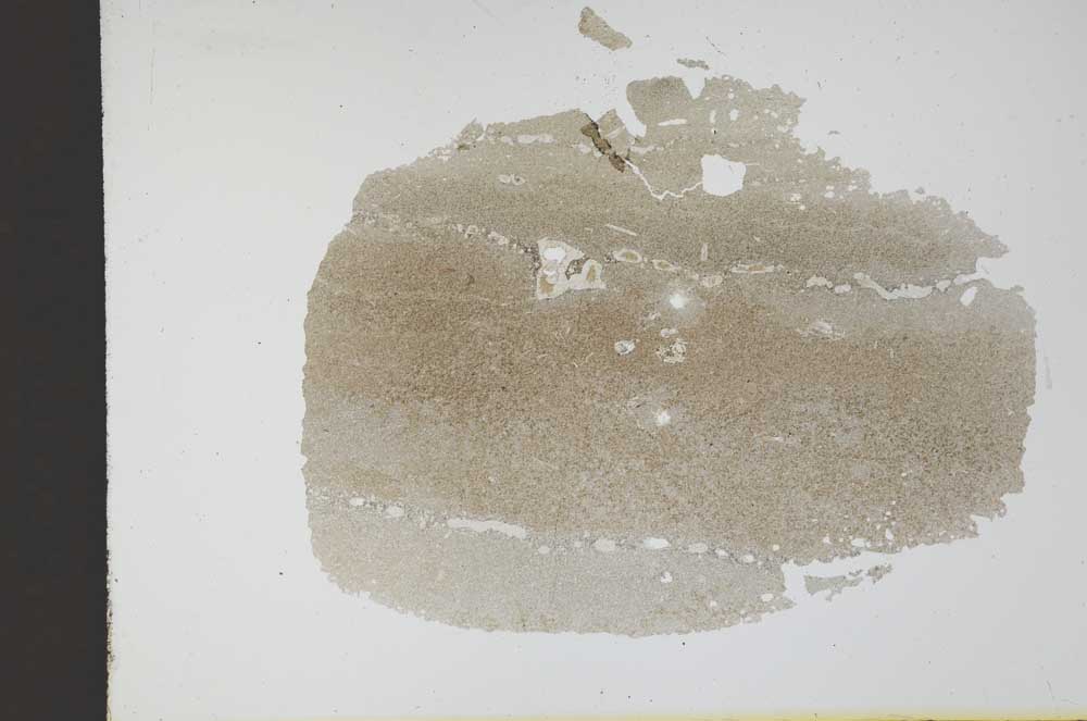 Plane Polarized, S12159