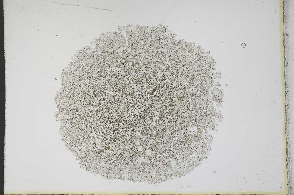 Plane Polarized, S12178