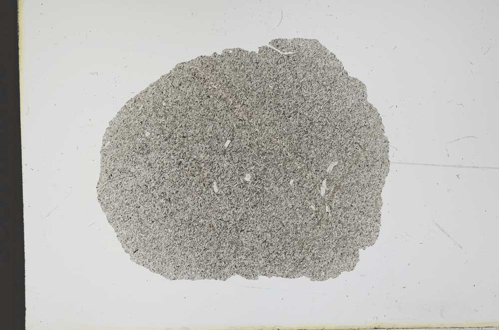 Plane Polarized, S12258/A