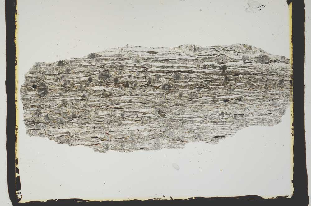 Plane Polarized, S2432