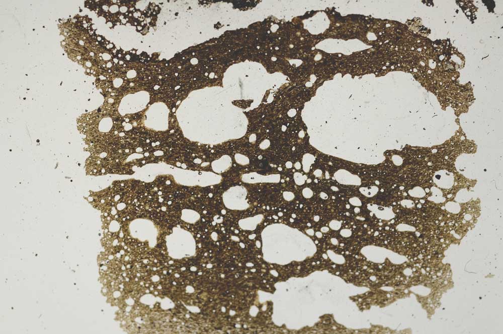 Plane Polarized, S2475