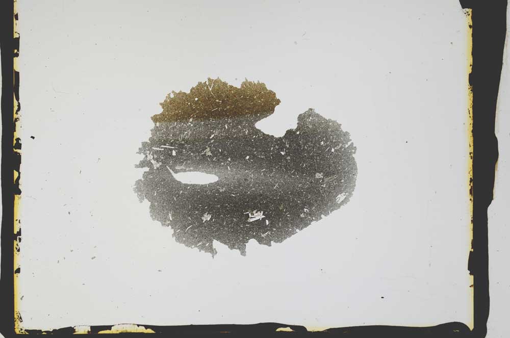 Plane Polarized, S2591