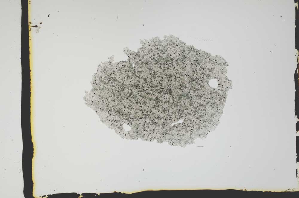 Plane Polarized, S2595