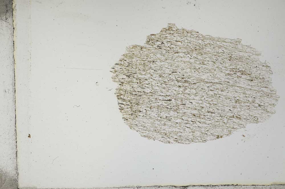 Plane Polarized, S12363