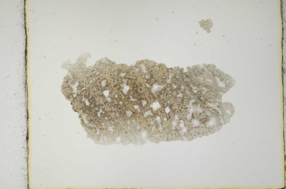 Plane Polarized, S2670