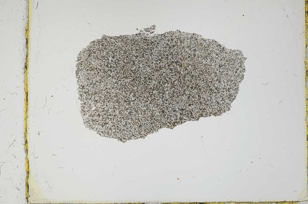 Plane Polarized, S2711