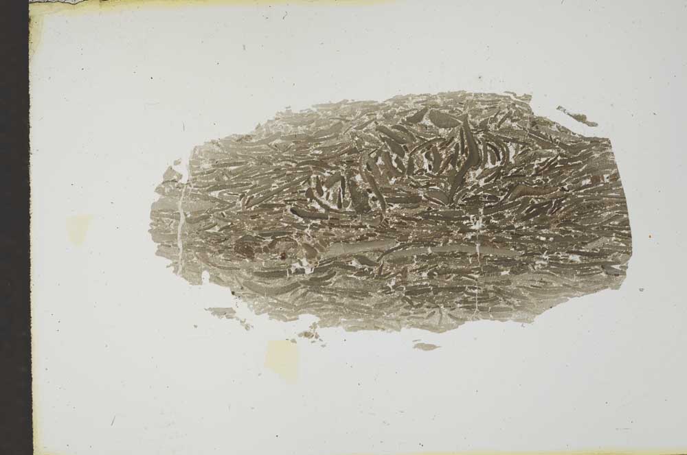 Plane Polarized, S12691