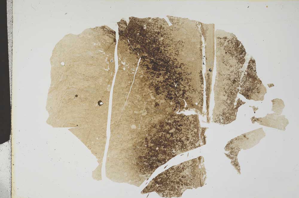 Plane Polarized, S12795