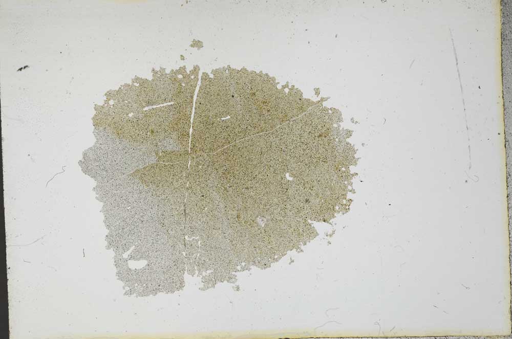 Plane Polarized, S13114